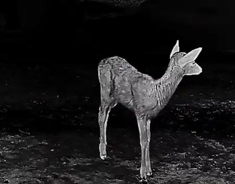 Monokular termowizyjny z dalmierzem Guide TD653L LRF