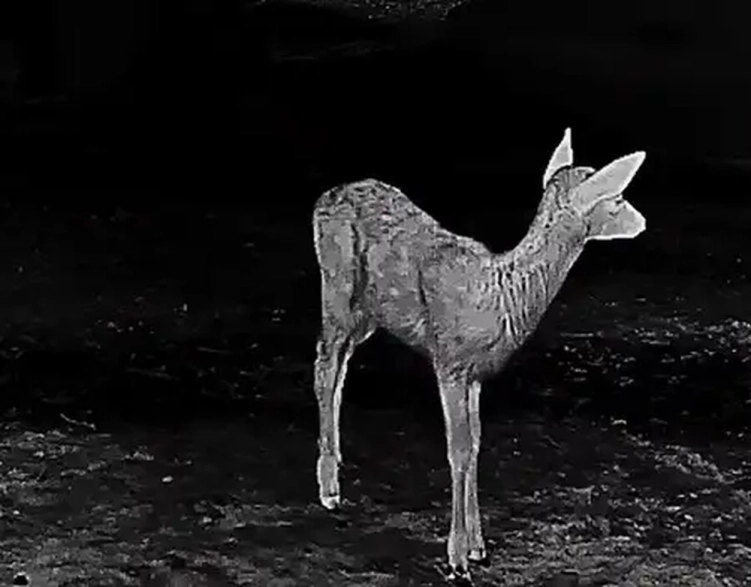 Monokular termowizyjny Guide TD633L