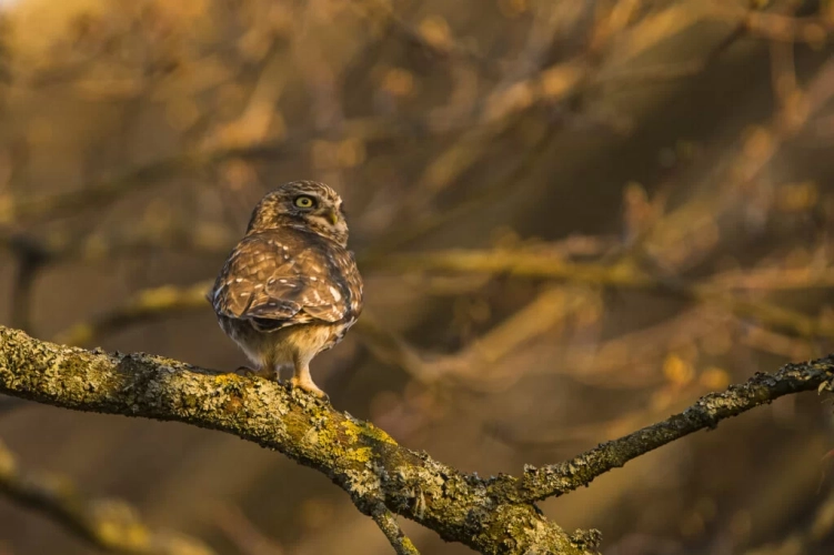 Monokular termowizyjny Pulsar Lumion XL50