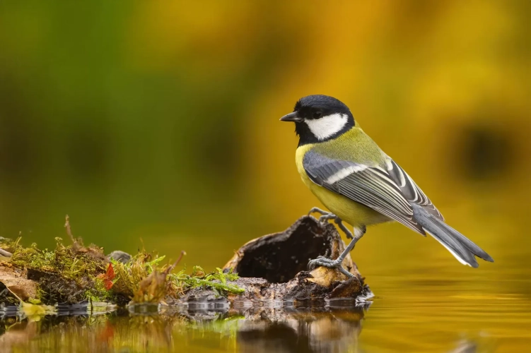 Monokular termowizyjny z dalmierzem Pulsar Orni XG35