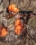Luneta celownicza Vortex Triumph HD 3-9x40 1" Dead-Hold BDC MOA