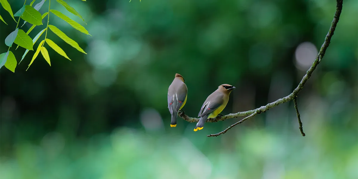 Birdwatching lornetki beafoto