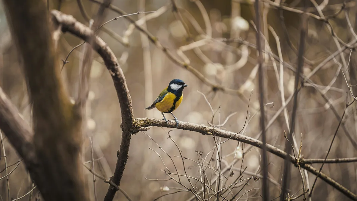 Jaka lornetka ornitologiczna nad wodę