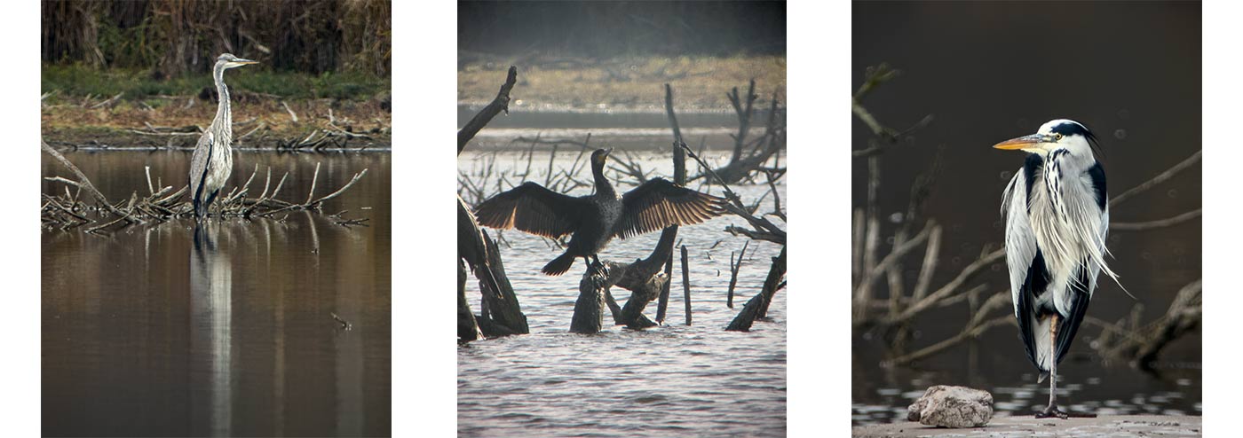 Digiscoping fot. Paweł Słowik www.slowik.eu
